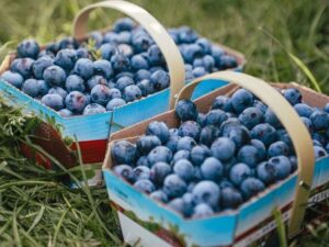 Последствия чрезмерного употребления черники: шокирующие побочные эффекты