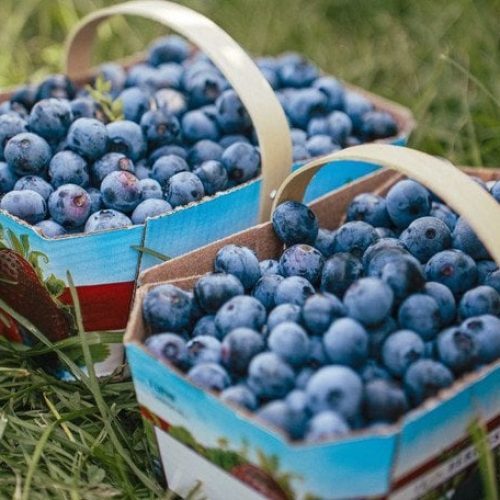 Последствия чрезмерного употребления черники: шокирующие побочные эффекты