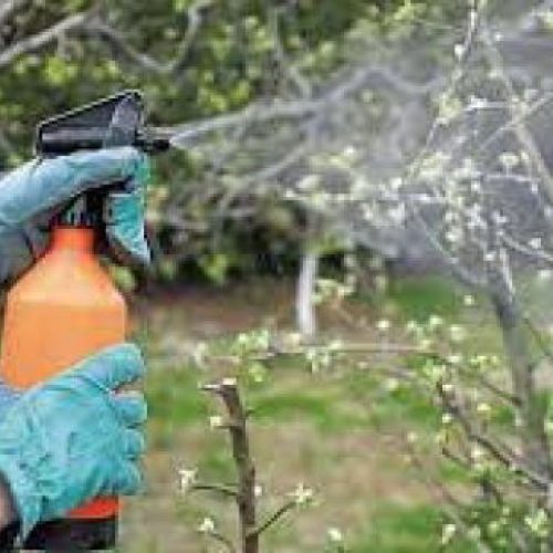 Уход за деревьями весной: основные рекомендации по обработке